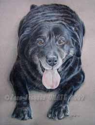 Jade portrait chien ralisation sur commande 24 x 30 cm aux crayons